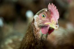 chicken