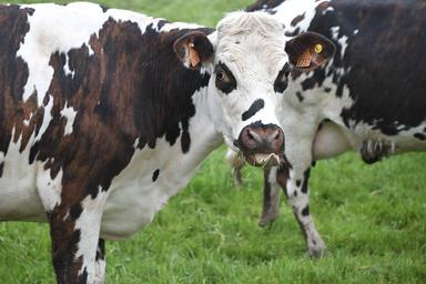 cow