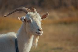 goat