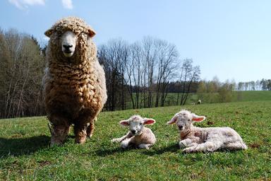 animals