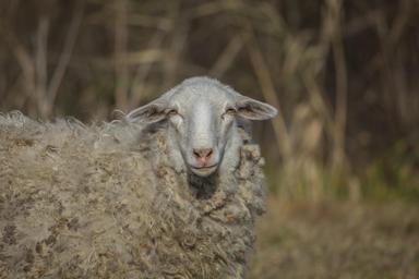 sheep